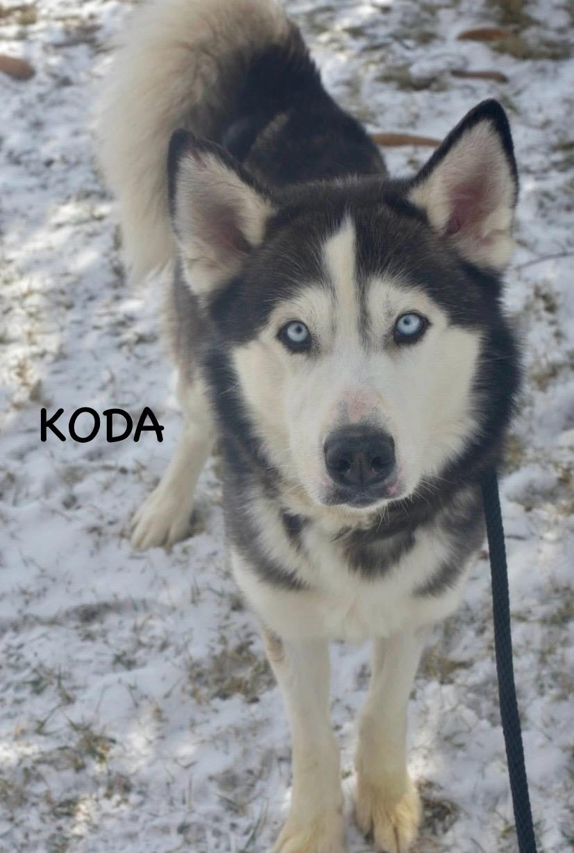 KODA, a ADOPTABLE Husky in Bowling Green, OH image 5/6
