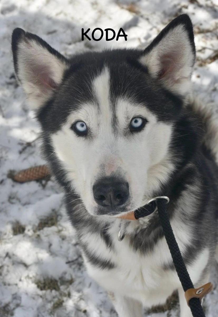 KODA, a ADOPTABLE Husky in Bowling Green, OH image 6/6