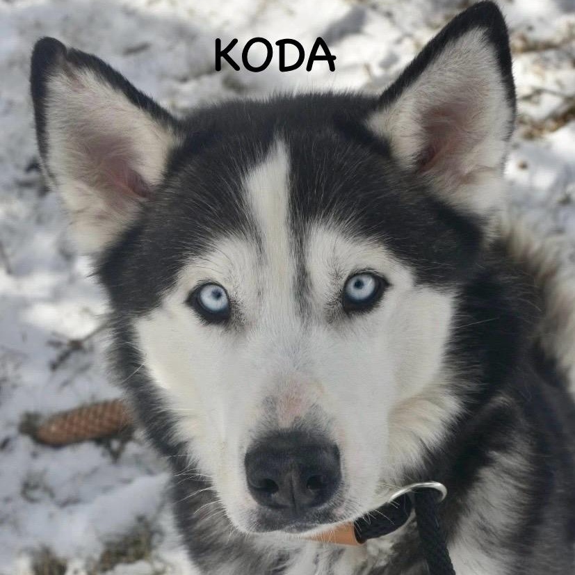 KODA, ADOPTABLE, Adult Male Husky.