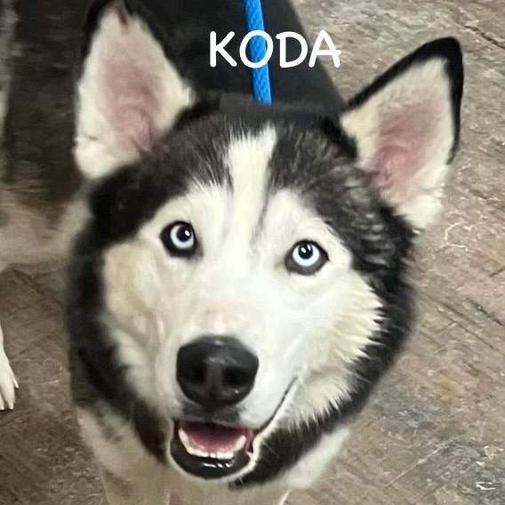 KODA, ADOPTABLE, Adult Male Husky.