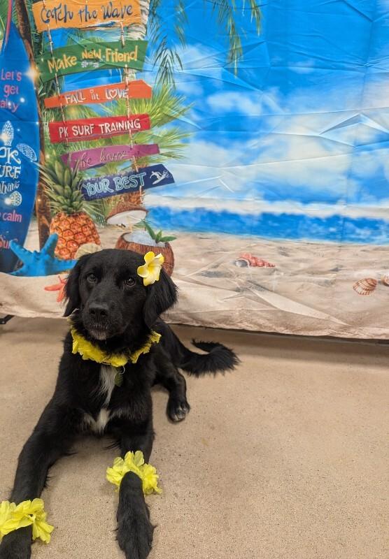 Enlarge Marjorie, a Adoptable mixed breed in Westminster, CO image 1/6