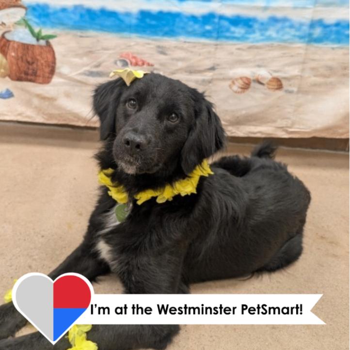 Enlarge Marjorie, a Adoptable mixed breed in Westminster, CO image 2/6
