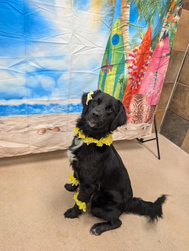 Enlarge Marjorie, a Adoptable mixed breed in Westminster, CO image 3/6