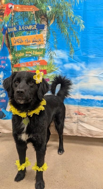 Enlarge Marjorie, a Adoptable mixed breed in Westminster, CO image 4/6