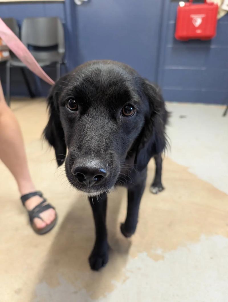 Enlarge Marjorie, a Adoptable mixed breed in Westminster, CO image 6/6