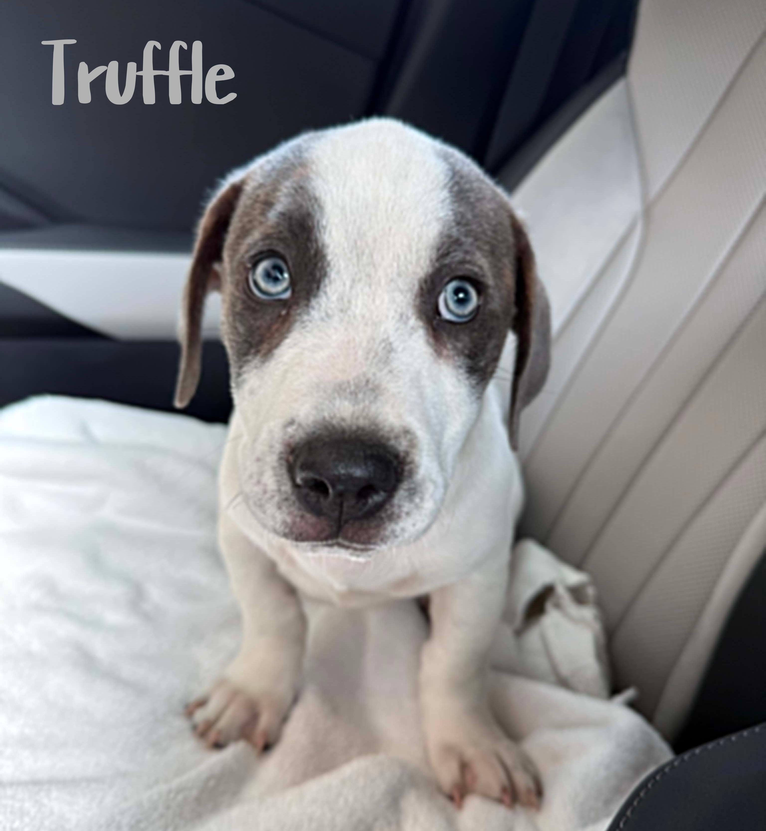 Enlarge Truffle, an adoptable mixed breed in Elburn, IL image 1/5