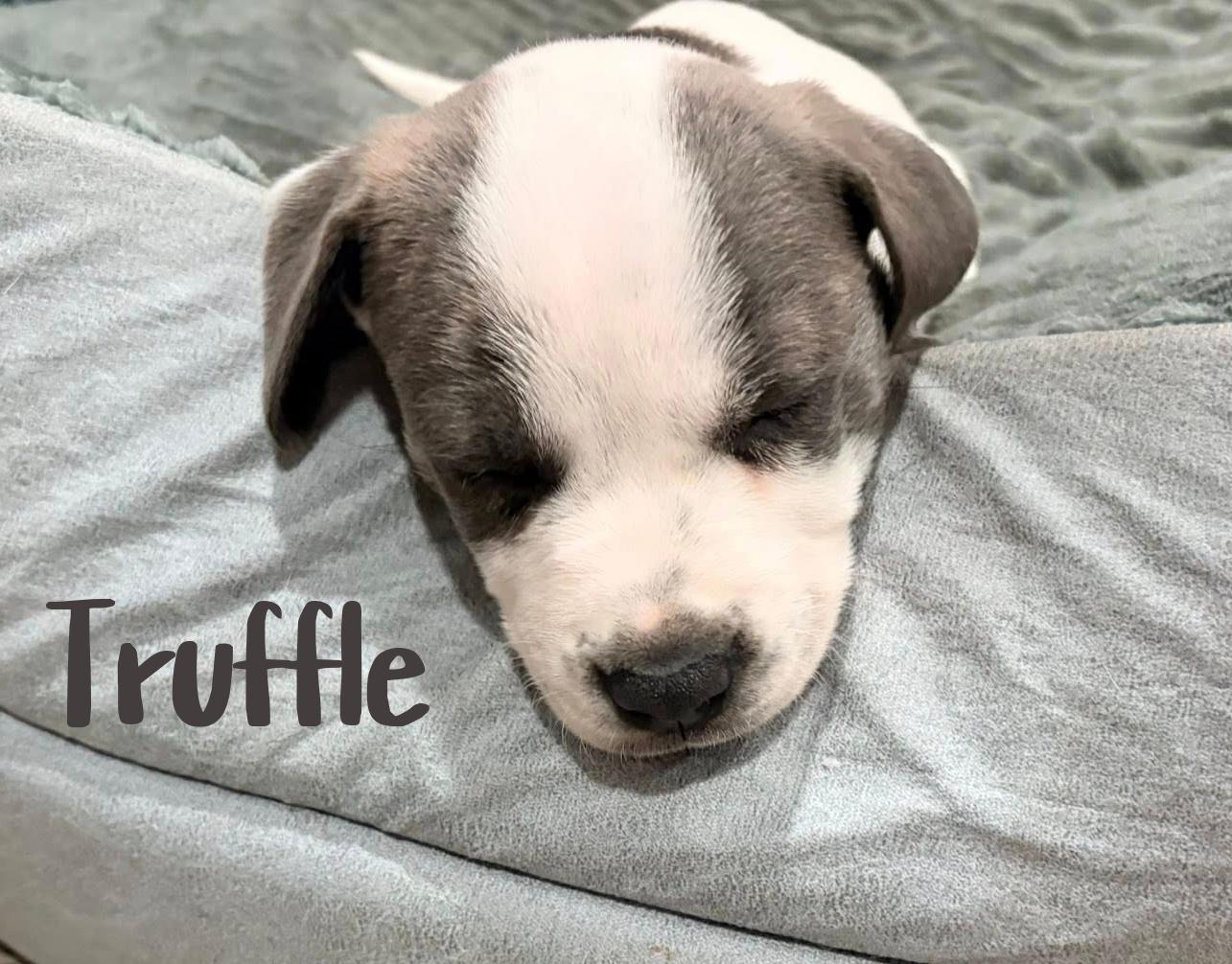 Enlarge Truffle, an adoptable mixed breed in Elburn, IL image 4/5