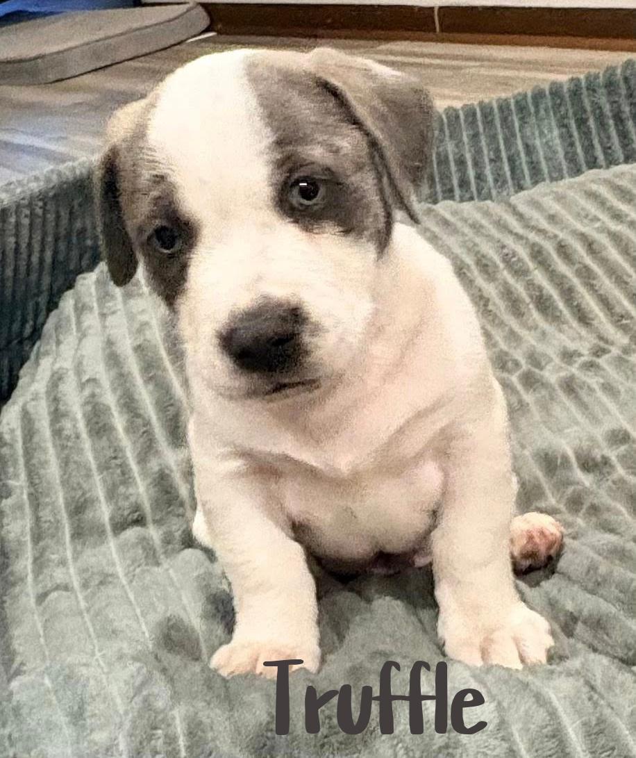 Enlarge Truffle, an adoptable mixed breed in Elburn, IL image 3/5