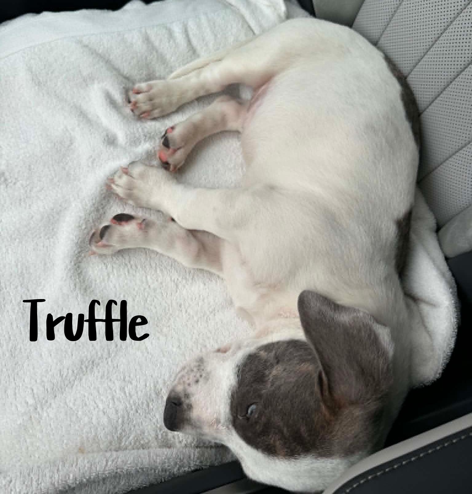 Enlarge Truffle, an adoptable mixed breed in Elburn, IL image 5/5