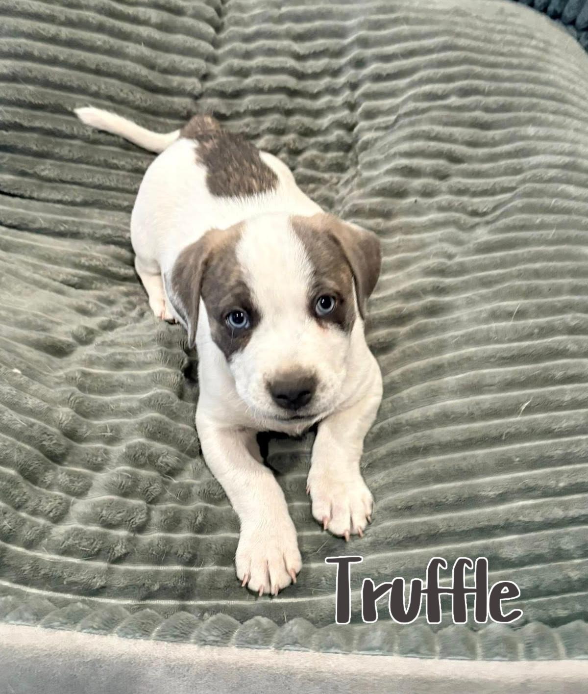 Enlarge Truffle, an adoptable mixed breed in Elburn, IL image 2/5