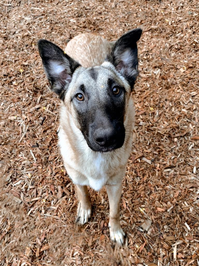 Enlarge Squirrel, a Adoptable mixed breed in Vashon, WA image 1/3