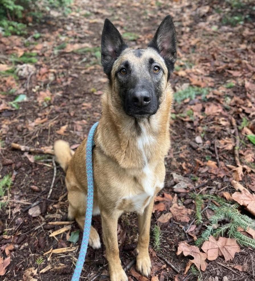 Enlarge Squirrel, a Adoptable mixed breed in Vashon, WA image 1/1