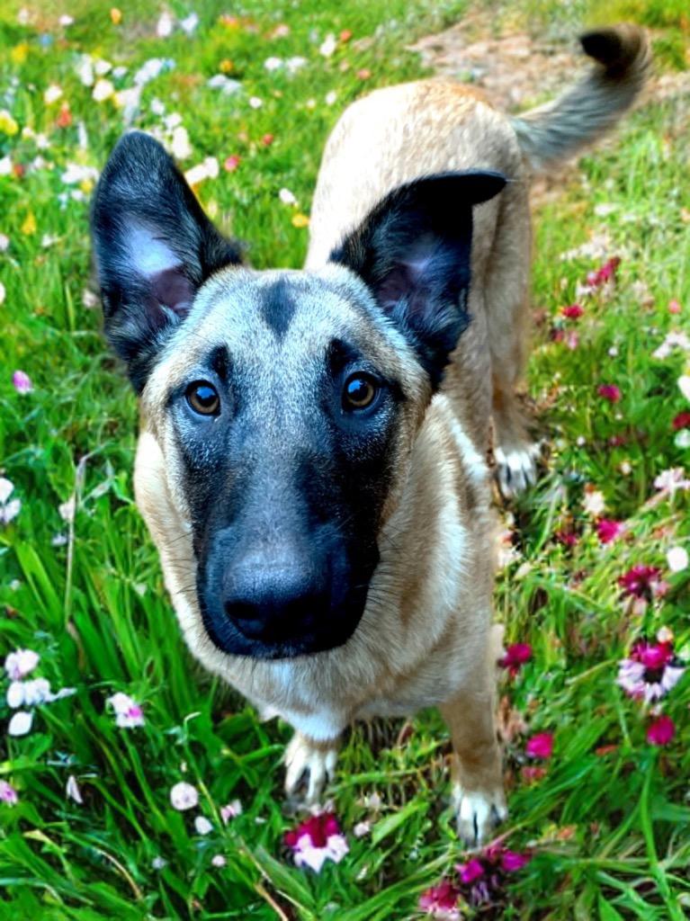 Enlarge Squirrel, a Adoptable mixed breed in Vashon, WA image 2/3