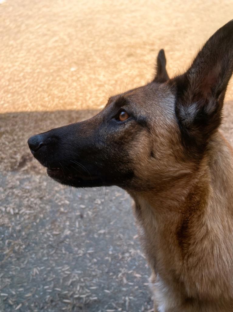 Enlarge Squirrel, a Adoptable mixed breed in Vashon, WA image 2/3