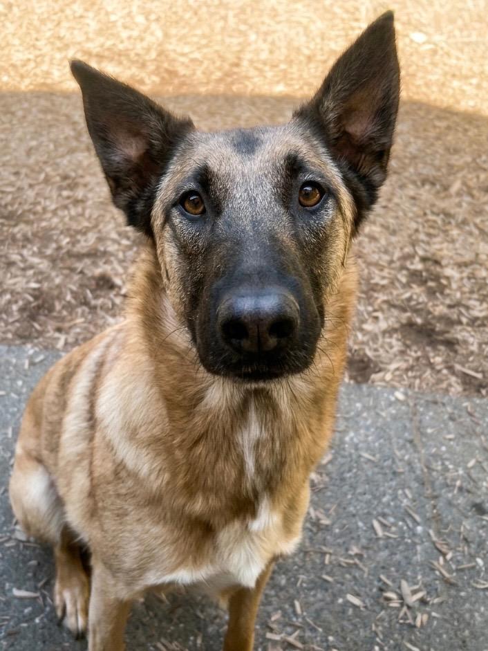 Enlarge Squirrel, a Adoptable mixed breed in Vashon, WA image 3/3