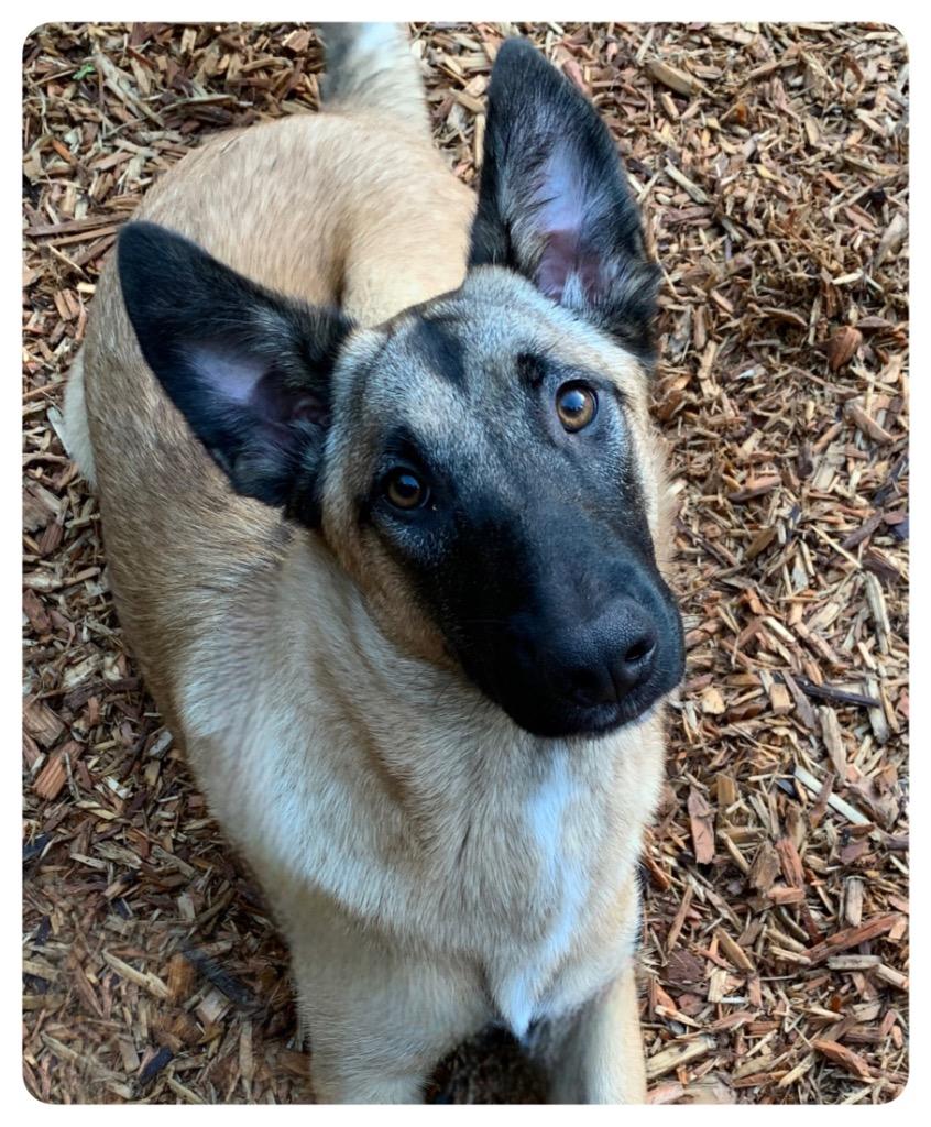Enlarge Squirrel, a Adoptable mixed breed in Vashon, WA image 3/3