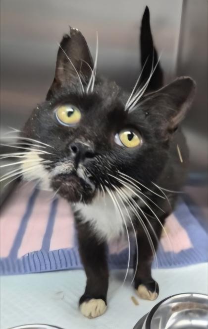Freanda, Adoptable, Adult Female Domestic Short Hair & Domestic Short Hair.