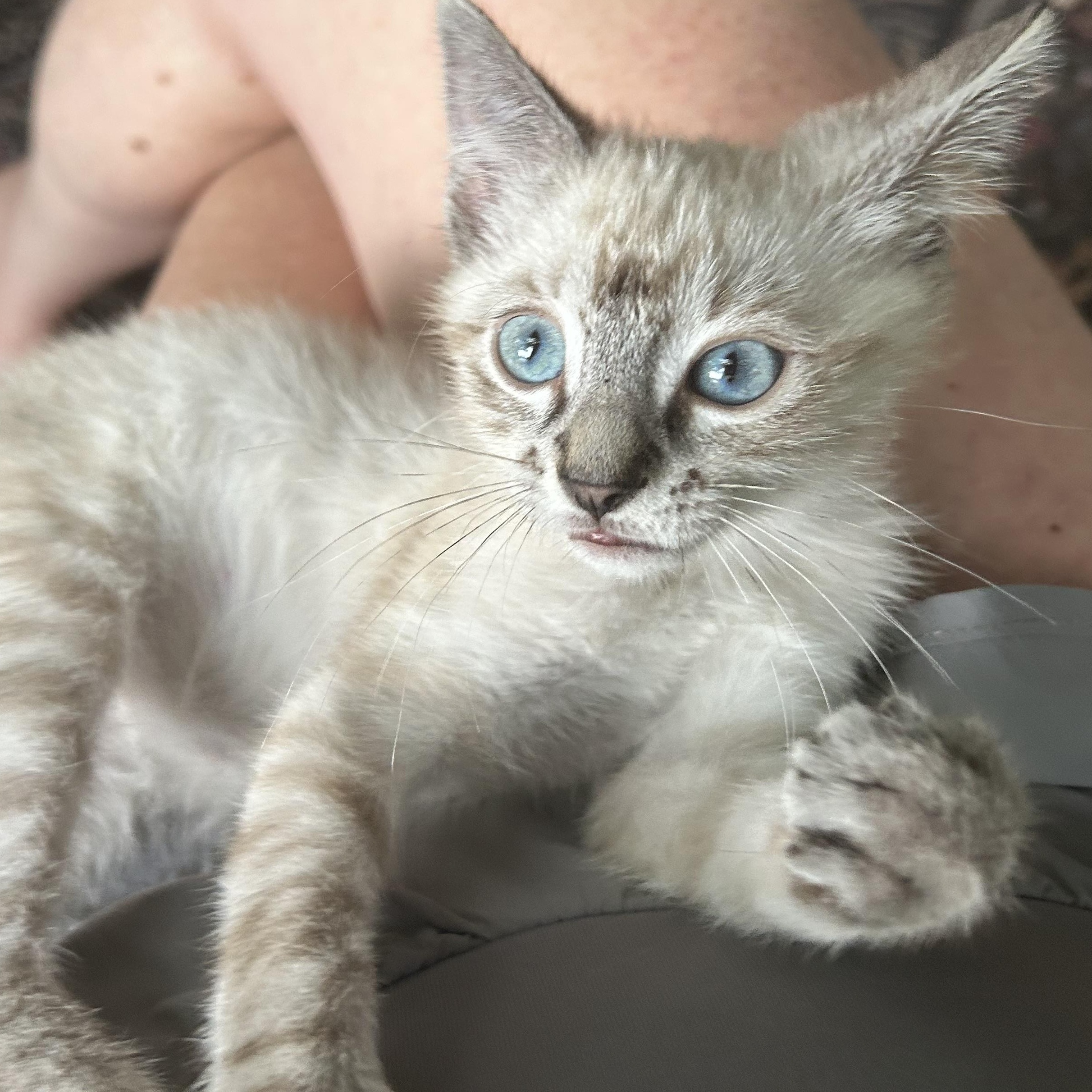 Orchid, an adopted mixed breed in Lilburn, GA image 4/5