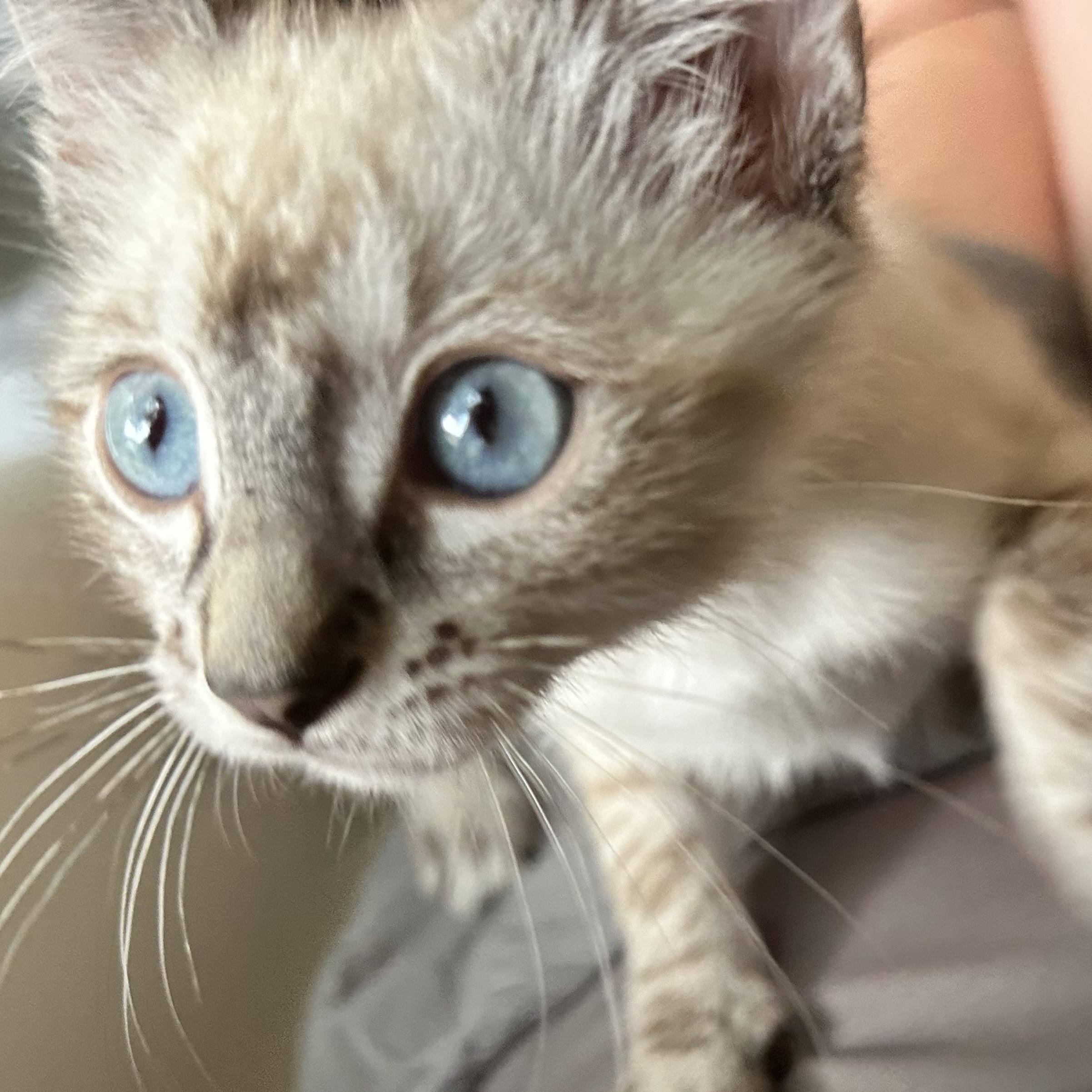 Orchid, adopted, Kitten Female Siamese & American Shorthair.