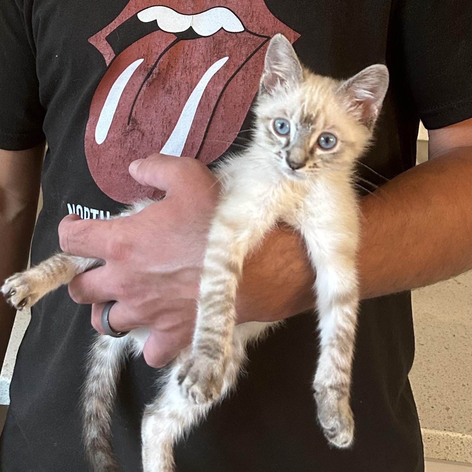 Orchid, an adopted mixed breed in Lilburn, GA image 5/5