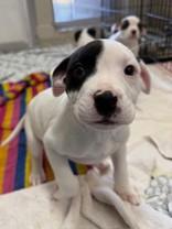 Clove, ADOPTABLE, Puppy Female American Bulldog.