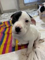 Enlarge Clove, a ADOPTABLE mixed breed in Whitby, ON image 2/2