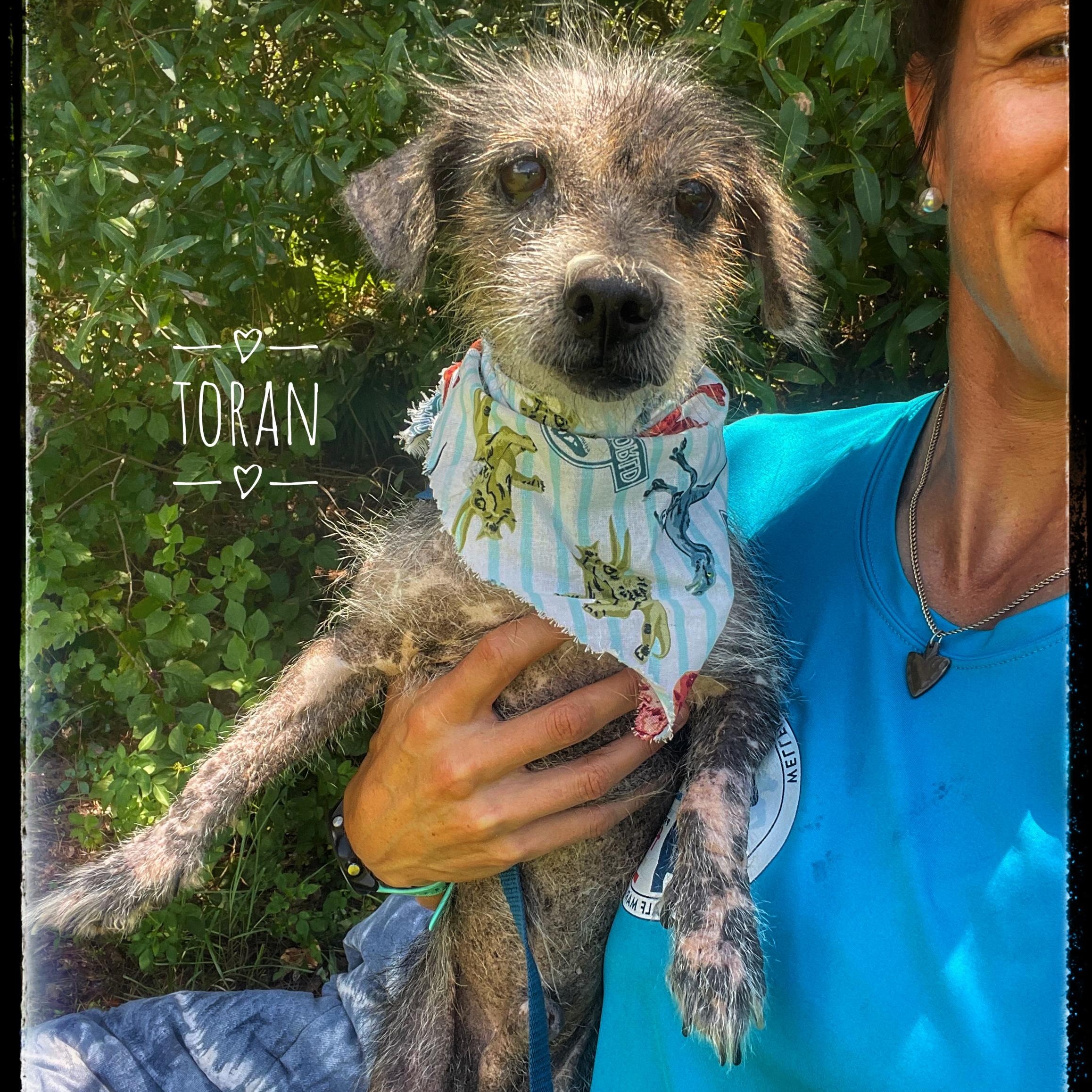 Toran