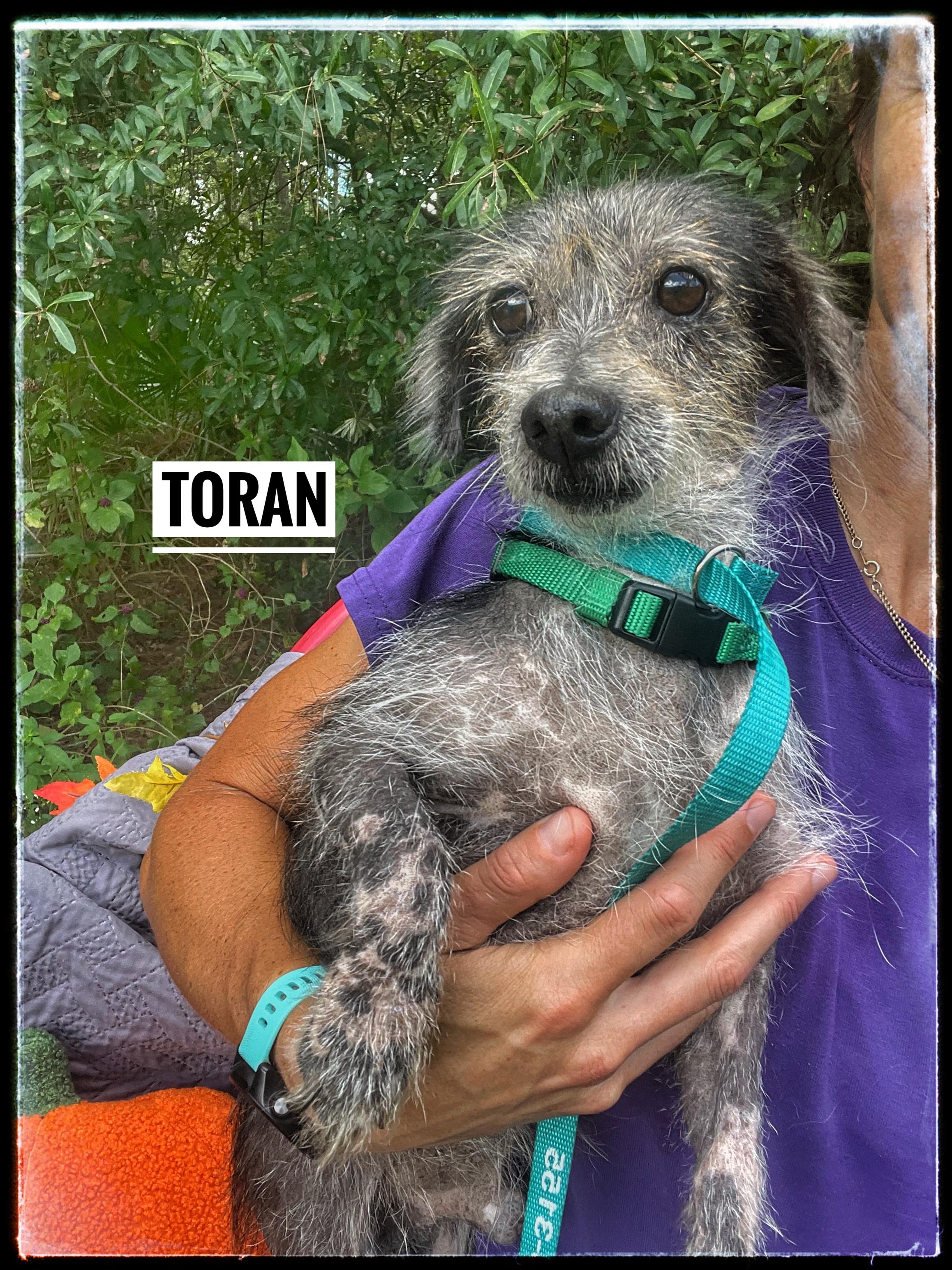 Toran