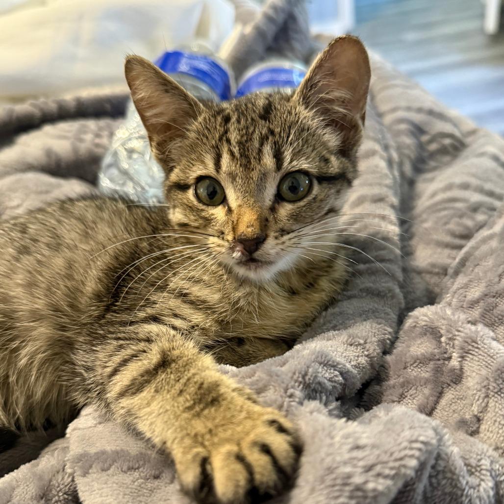 Delyla, Adoptable, Kitten Female Domestic Short Hair.