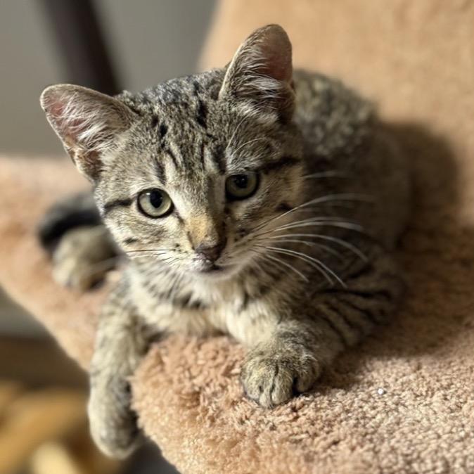 Enlarge Delyla, a Adoptable Domestic Short Hair in Leander, TX image 2/2