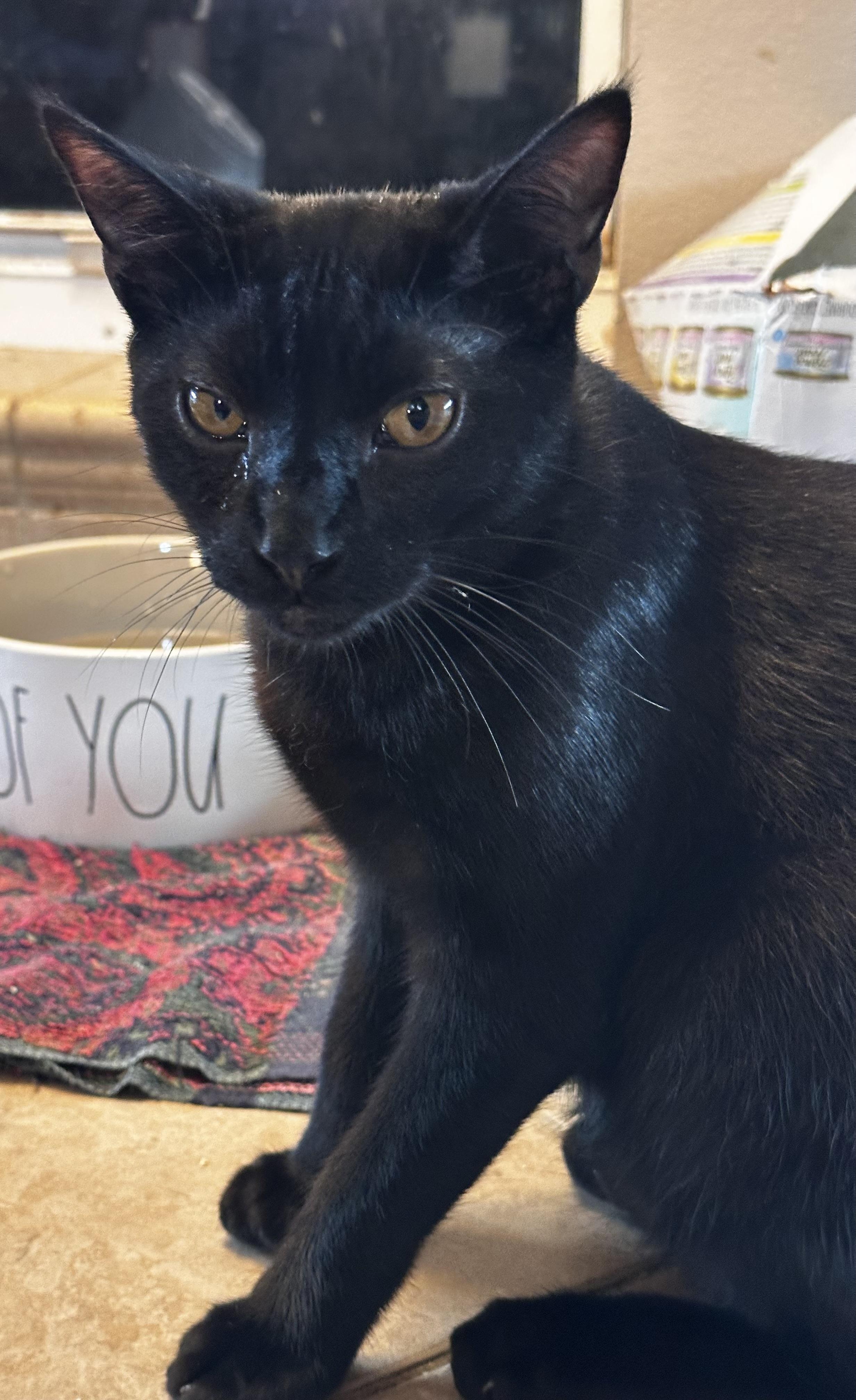 Crew, adopted, Young Male Bombay & Domestic Short Hair.