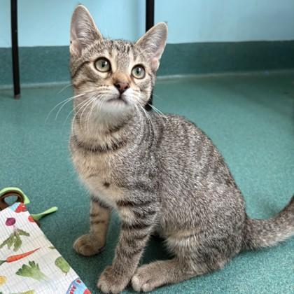Sweetheart of the Patio, Adoptable, Kitten Female Domestic Short Hair.