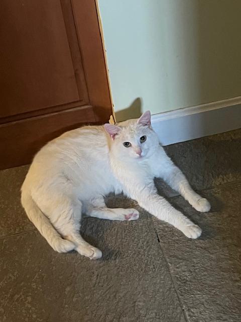 Snow White, adopted, Adult Male Domestic Short Hair.