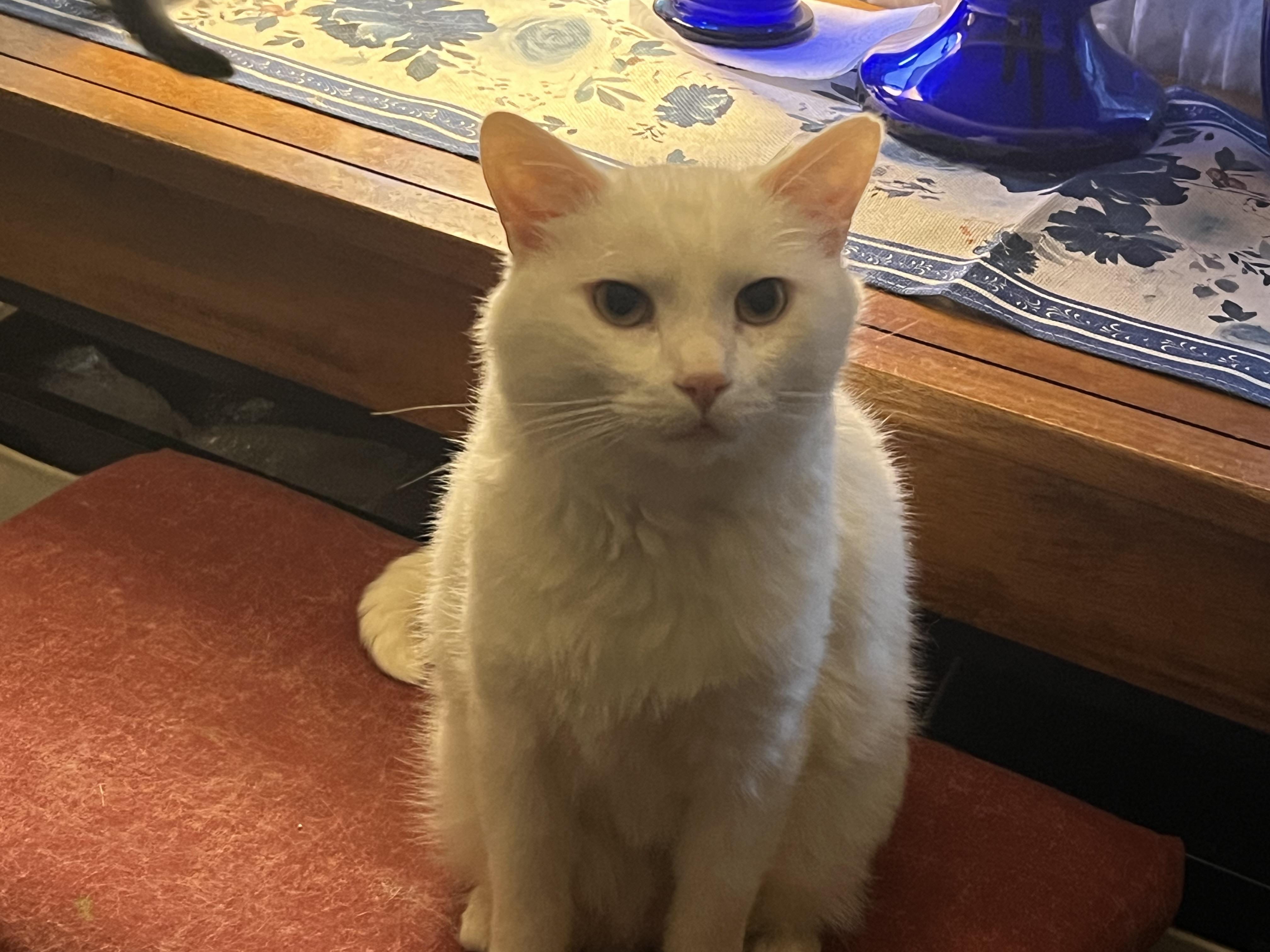 Snow White, an adopted Domestic Short Hair in Riverside, RI image 2/3