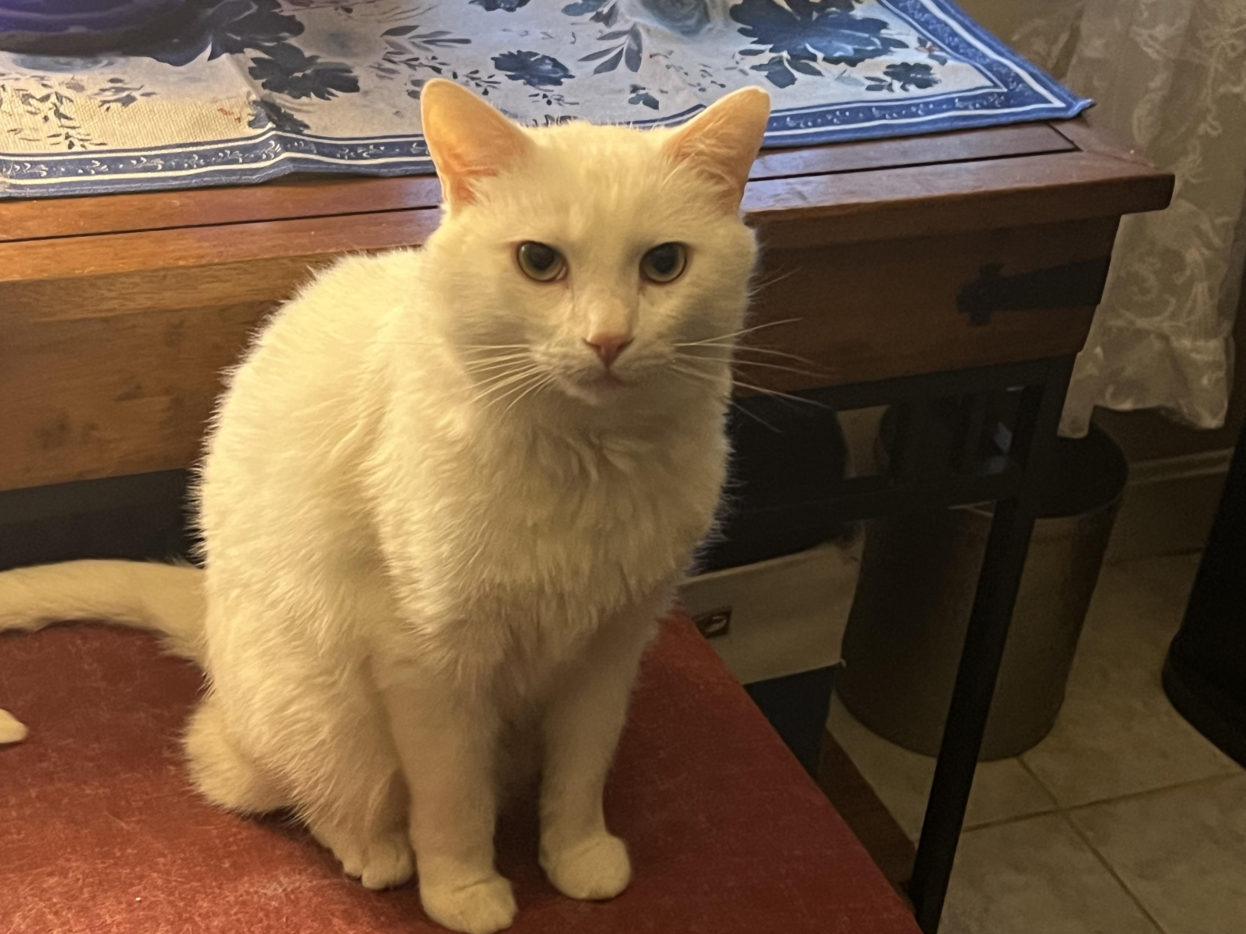 Snow White, an adopted Domestic Short Hair in Riverside, RI image 3/3