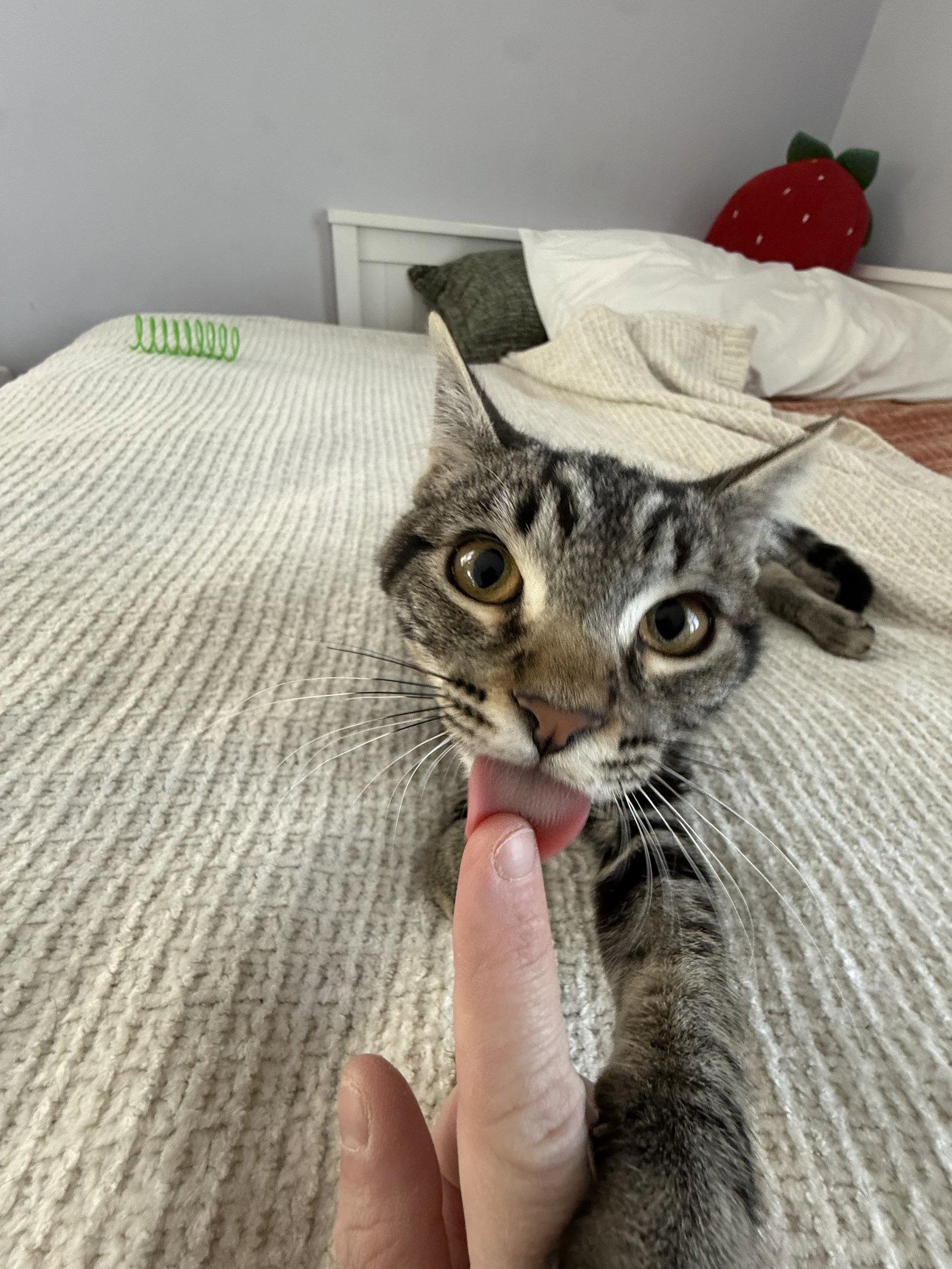 Enlarge Chas, a Adoptable Domestic Medium Hair in Davis, CA image 1/3