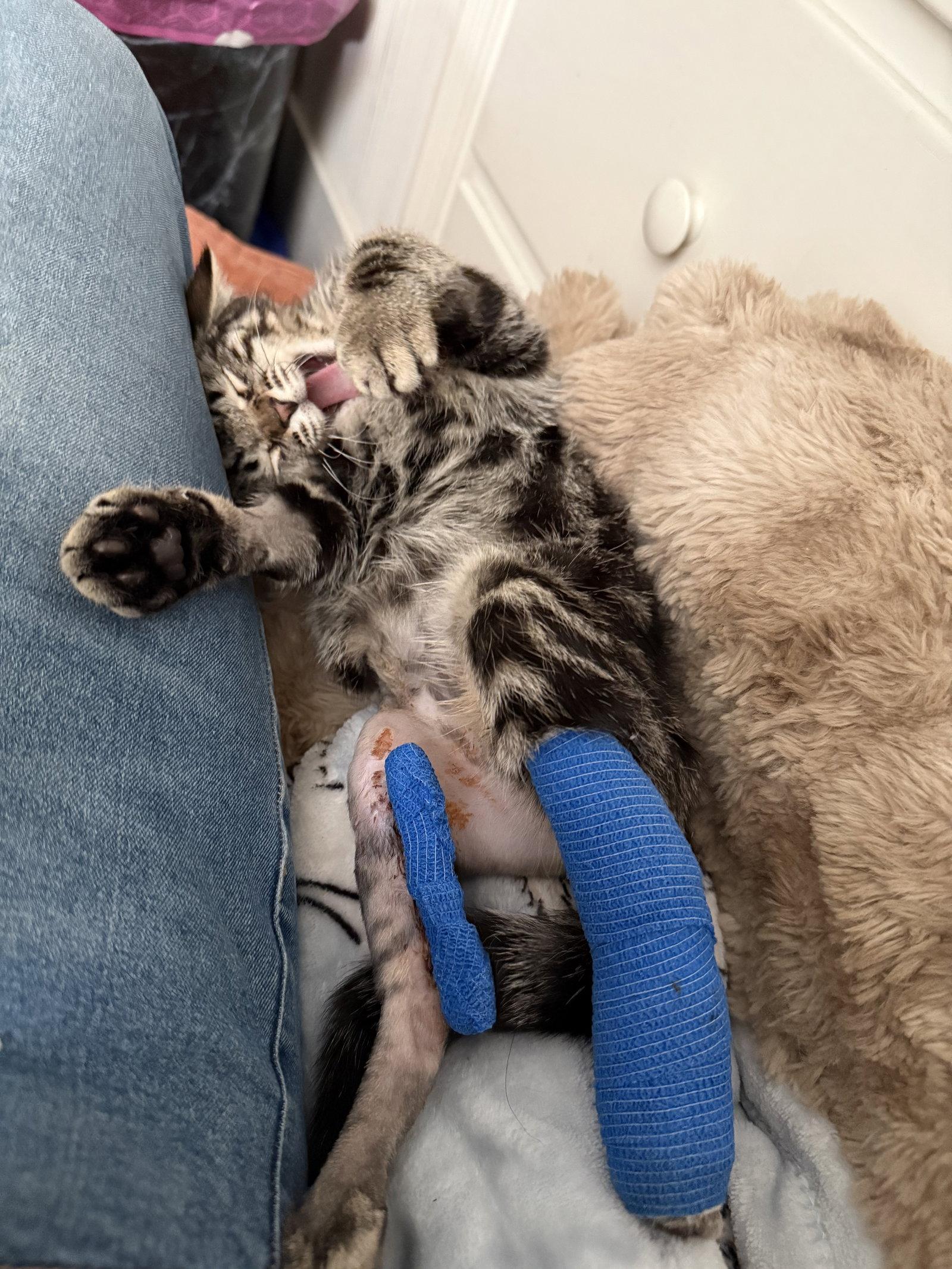 Enlarge Chas, a Adoptable Domestic Medium Hair in Davis, CA image 3/3