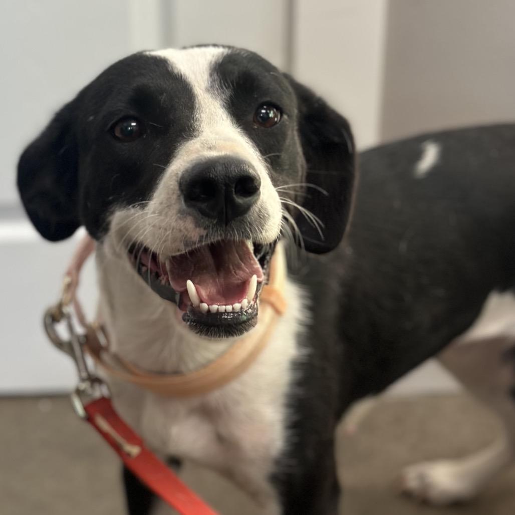 Skye, Adoptable, Young Female Border Collie & Mixed Breed.