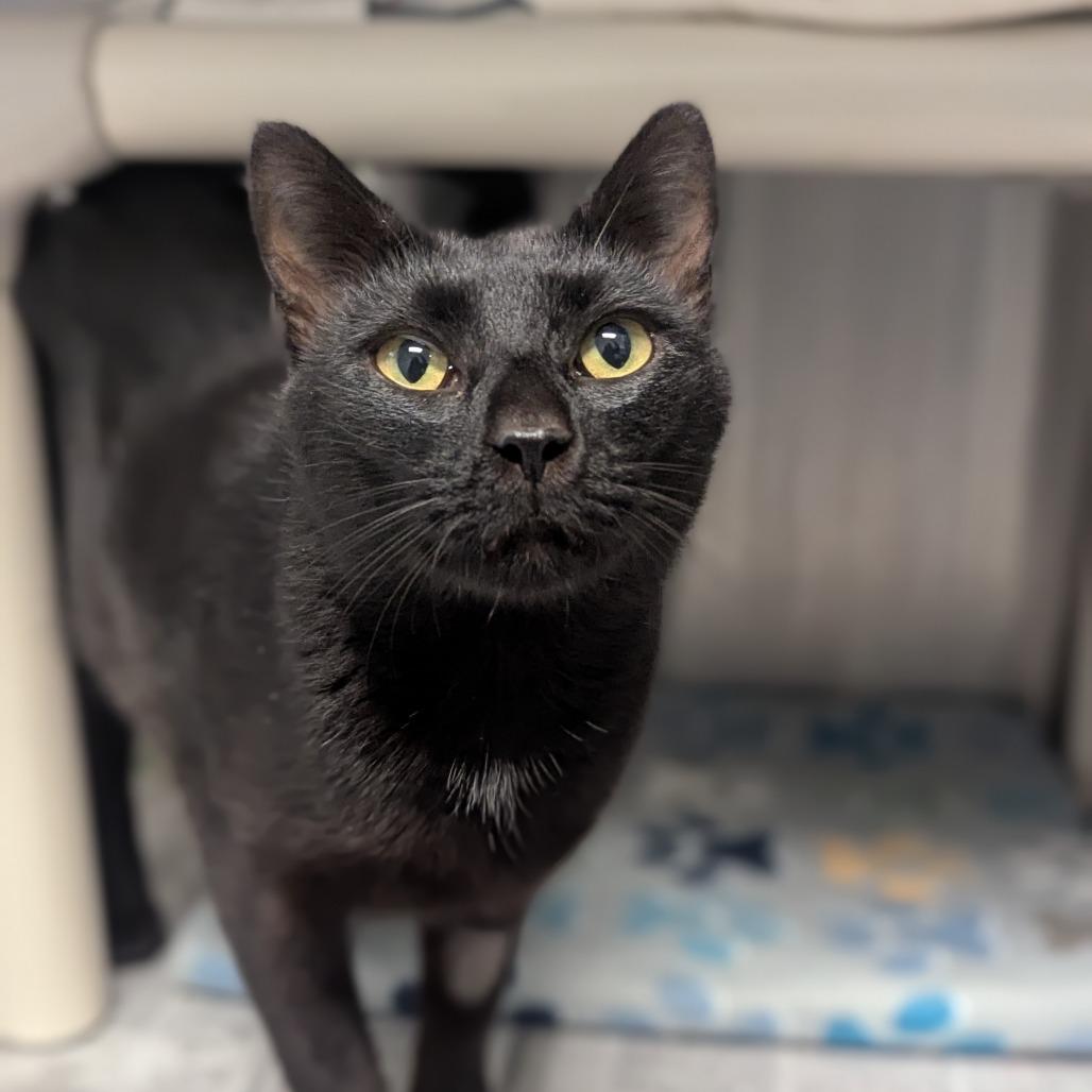 Enlarge Harbor, a Adoptable Domestic Short Hair in Hendersonville, NC image 1/3