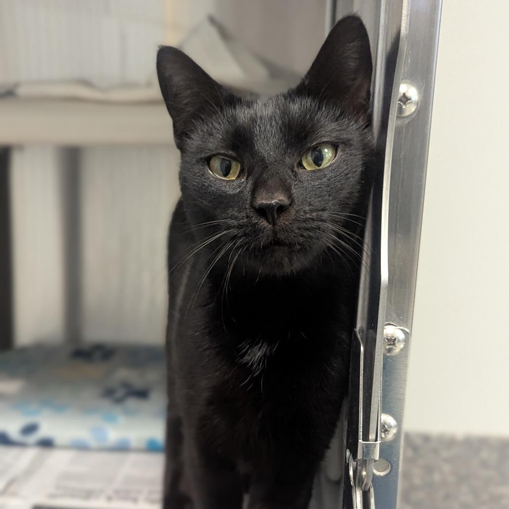 Enlarge Harbor, a Adoptable Domestic Short Hair in Hendersonville, NC image 2/3