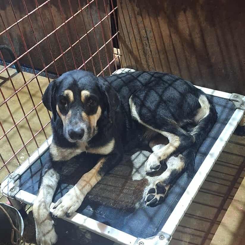 Enlarge DD-214, a Adoptable mixed breed in Madill, OK image 2/2