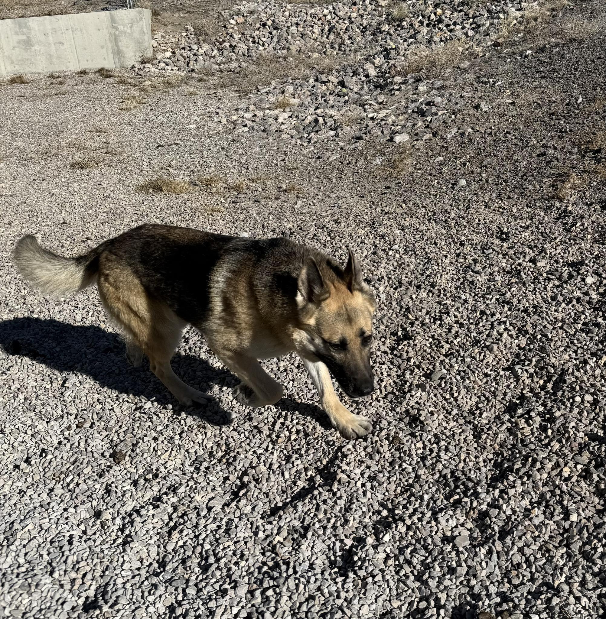 Enlarge Diamond, a ADOPTABLE German Shepherd Dog in Rawlins, WY image 2/2