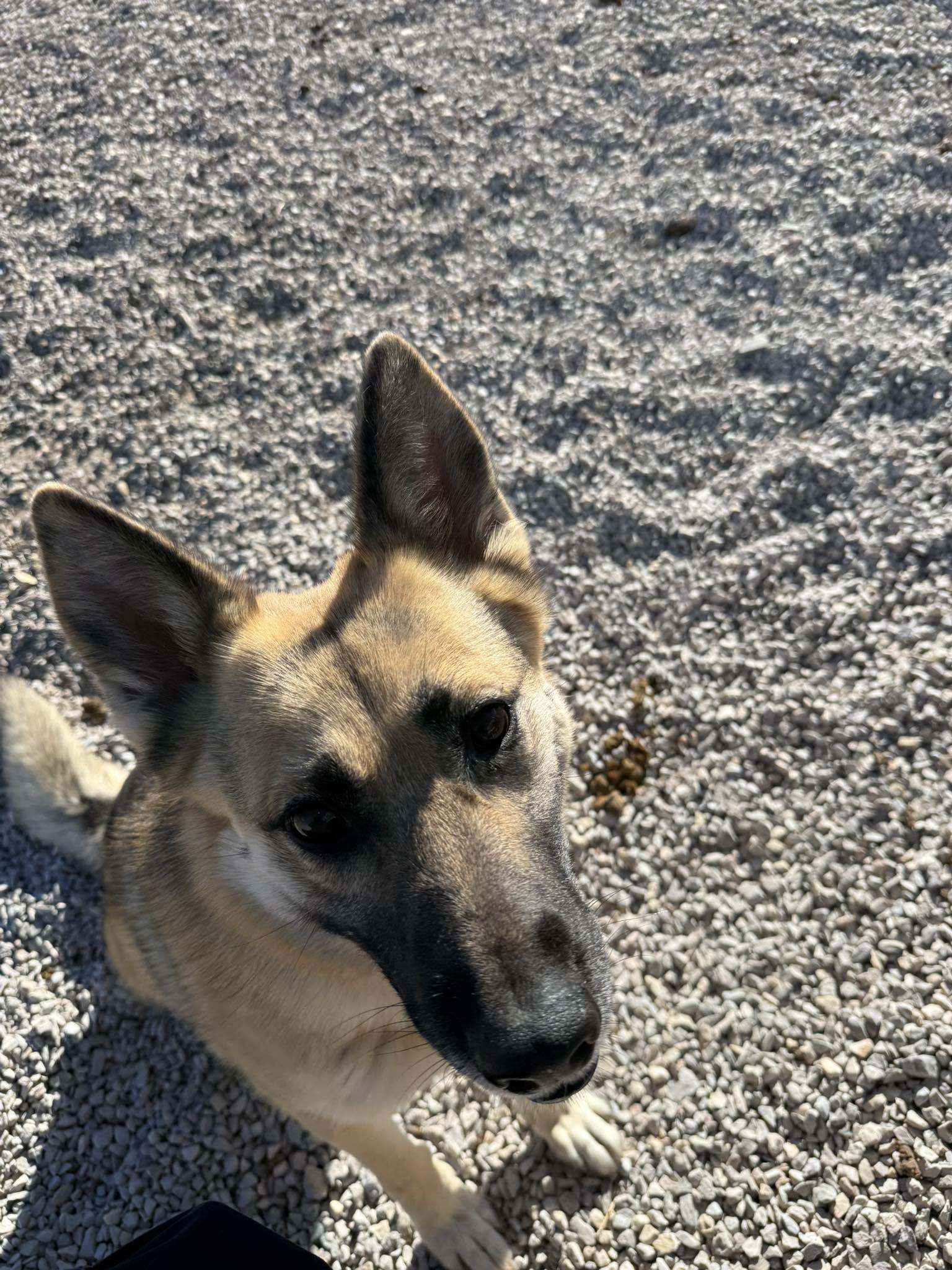 Diamond, ADOPTABLE, Adult Female German Shepherd Dog.