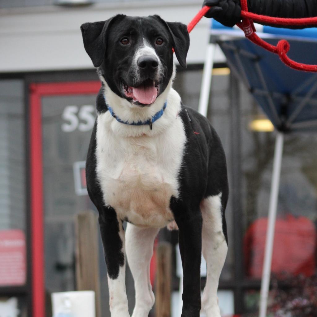 Maui 23-111, Adoptable, Senior Male Labrador Retriever.