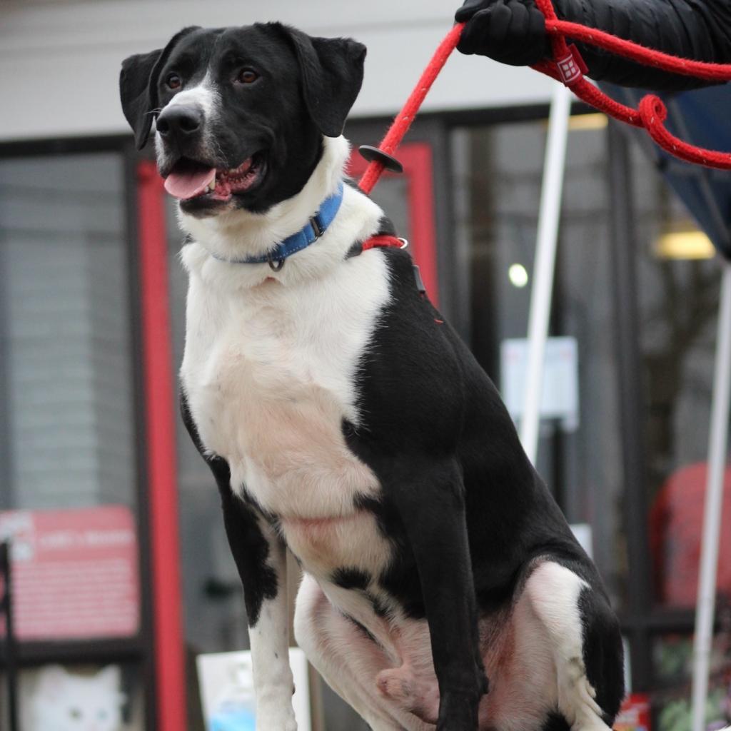 Enlarge Maui 23-111, a Adoptable Labrador Retriever in Little Rock, AR image 2/6