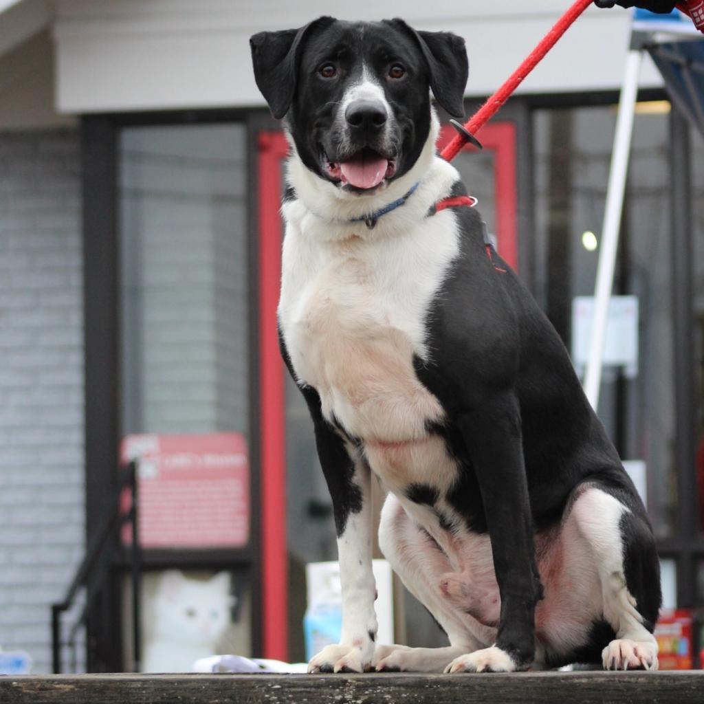 Enlarge Maui 23-111, a Adoptable Labrador Retriever in Little Rock, AR image 3/6