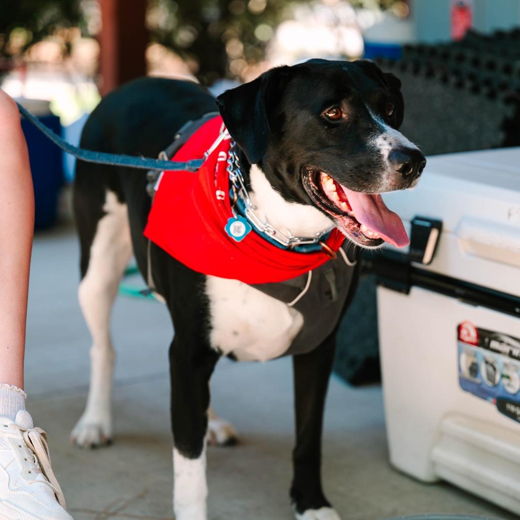 Enlarge Maui 23-111, a Adoptable Labrador Retriever in Little Rock, AR image 5/6