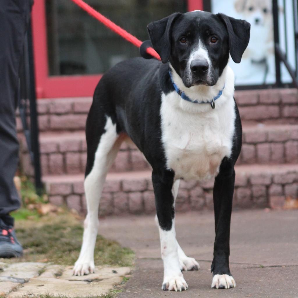 Enlarge Maui 23-111, a Adoptable Labrador Retriever in Little Rock, AR image 6/6