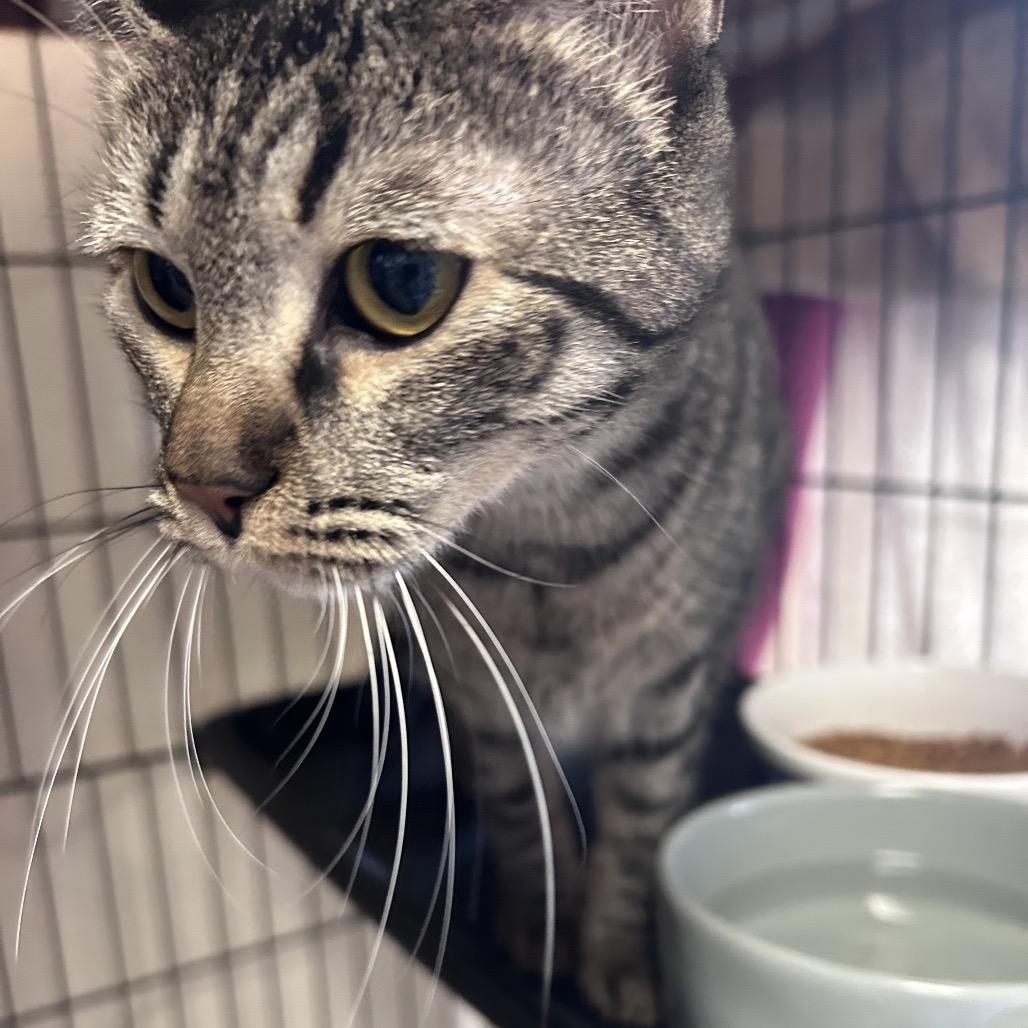 Enlarge Kirra (Formerly Electra), a Adoptable Domestic Medium Hair in Webster, TX image 1/6