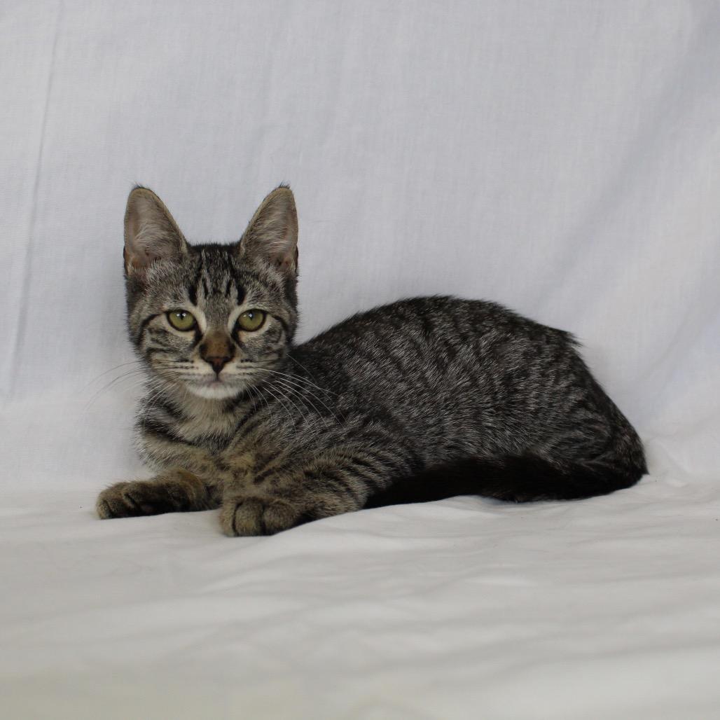 Enlarge Kirra (Formerly Electra), a Adoptable Domestic Medium Hair in Webster, TX image 2/6